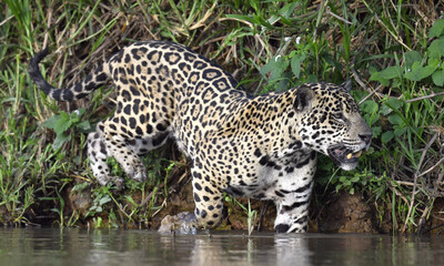 Jaguar walks on water. Side view.  Panthera onca. Natural habitat. Cuiaba river,  Brazil