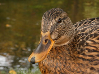 Female mallard (Anas platyrhynchos) - portrait of duck by the pond, Gdansk, Poland