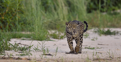 Jaguar walking along the sandy river bank. Front view. Panthera onca. Natural habitat. Cuiaba river,  Brazil © Uryadnikov Sergey
