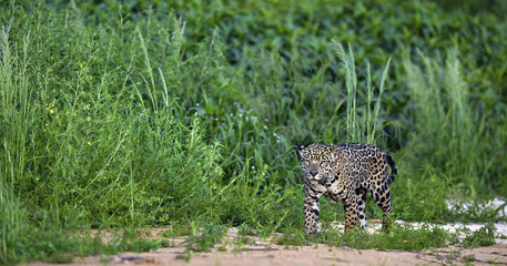 Jaguar walking along the sandy river bank. Side view. Panthera onca. Natural habitat. Cuiaba river,  Brazil