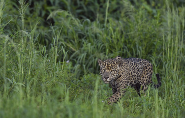 Crouching Jaguar. Jaguar walking in the forest. Green natural background. Panthera onca. Natural habitat. Cuiaba river,  Brazil