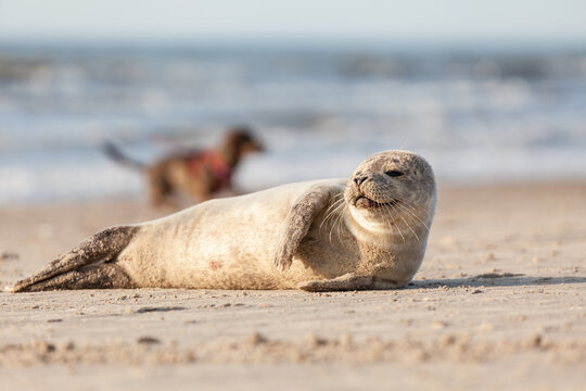 verletzte Robbe an der Nordseek&uuml;ste D&auml;nemarks
