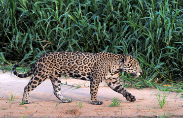 Jaguar walking along the sandy river bank. Side view. Panthera onca. Natural habitat. Cuiaba river,  Brazil - 476491524