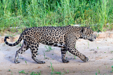 Jaguar walking along the sandy river bank. Side view. Panthera onca. Natural habitat. Cuiaba river,  Brazil - 476491533