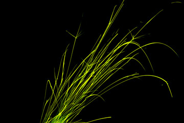 Green sparks on a black background