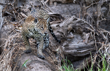 Crouching Jaguar. Jaguar walks in the forest along the trunk of a fallen tree. Front view. Panthera onca. Natural habitat. Cuiaba river,  Brazil