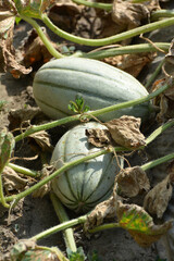 Obraz premium Melon grows in open organic soil