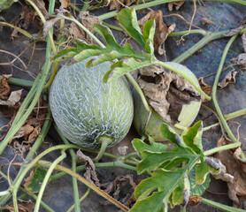 Melon grows in open organic soil