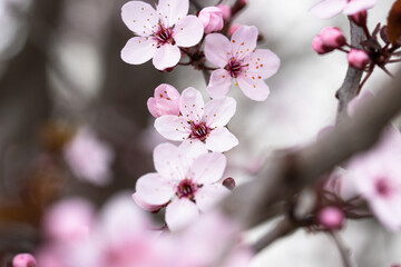 Blossoms of a cherry plum in spring