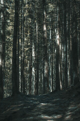 forest trail in the Carpathians