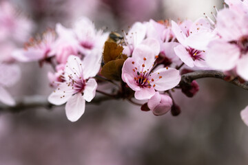 Blossoms of a cherry plum in spring