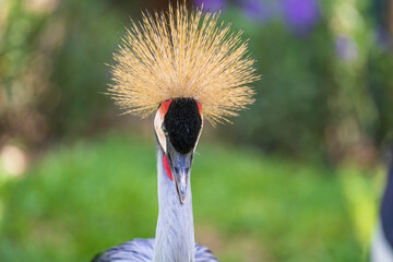 Fototapeta premium Portrait of Grey crowned crane or Balearica regulorum with its stiff golden feathers on head