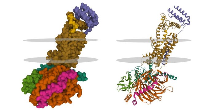 Structure of the active adrenomedullin 1 receptor G protein complex with adrenomedullin peptide (light brown), membrane shown. 3D cartoon Gaussion surface models, PDB 6uun, white background.