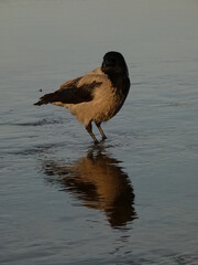 Hooded crow (Corvus cornix) standing in the water, Jelitkowo beach, Gdansk, Poland