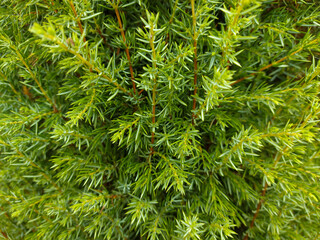 Juniper hedge texture as coniferous natural textured background.