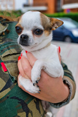 Carrying a Chihuahua dog in the hand