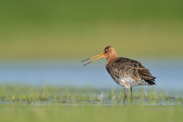 uferschnepfe limosa