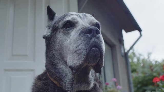 Old dog of a  Cane Corso breed guarding a house.