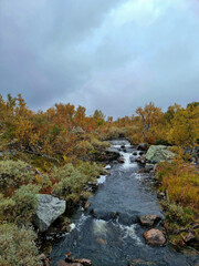river in autumn forest