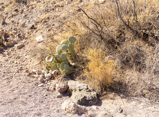 cactus in the desert