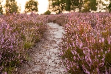 Lueneburg Heath Heath Blossoms Trail