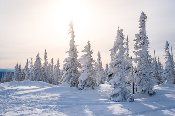 Naklejka premium Winter landscape in Sheregesh ski resort in Russia, located in Mountain Shoriya, Siberia. Snow-covered fir trees on the background of mountains