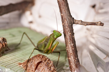 Fototapeta Ordinary  mantis (lat. Mantis Religiosa) is waiting for prey to appear close for a throw. obraz