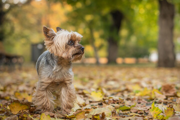 Adorable Yorkshire Terrier in an autumn park full of fallen leaves.