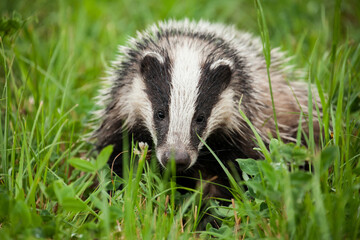 Badger portrait on the meadow
