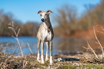 Portrait einer hübschen Whippet Hündin / Windhund am Flußufer