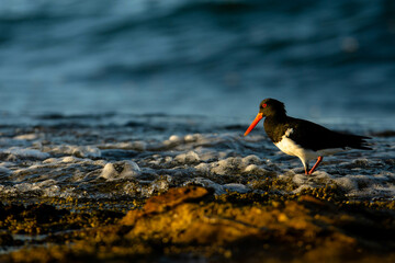 Wading Oystercatcher