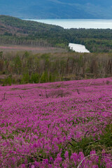 Obraz premium Field of fireweed above Kenai River and Skilak Lake, Alaska