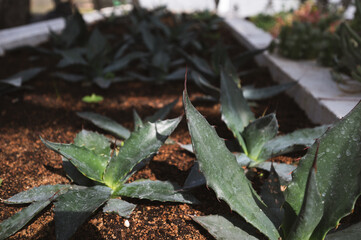 Growing aloe vera in a greenhouse.