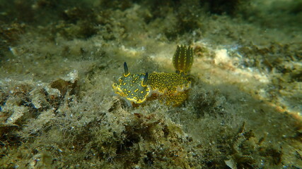 Giant doris or Regal sea goddess (Felimare picta) undersea, Aegean Sea, Greece, Halkidiki