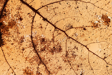 Natural golden texture of single dried fall leaf, autumn pattern, abstract background