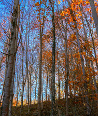 Arboles colores otoñales 