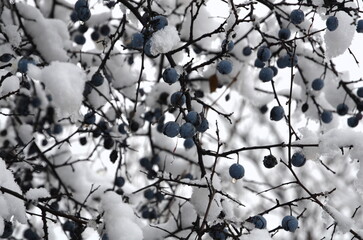 Blackthorn berries hang from the snow-covered branches.