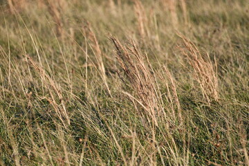 Fototapeta premium Grass in a Field