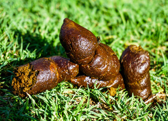 poop