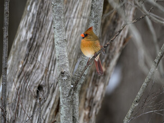 Female Northern Cardinal Perched on Tree Branch in Winter
