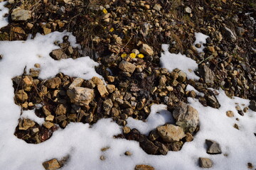 Rocks with snow and flowers texture