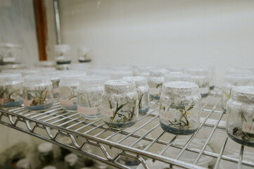 Plant experiments in the laboratory.