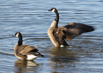 Canadian Geese giving a show