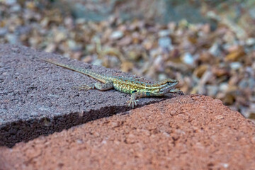 lizard on the rock
