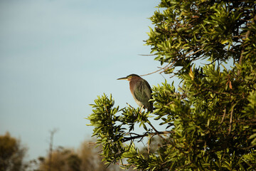 Butorides virescens o Garcita verdosa © Raúl