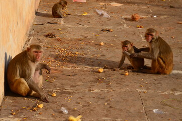 Rhesus macaques are having breakfast