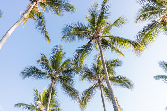 Looking up on palm trees with a blue sky.