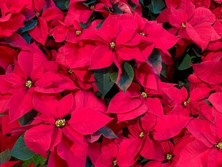red Christmas poinsettia flowers