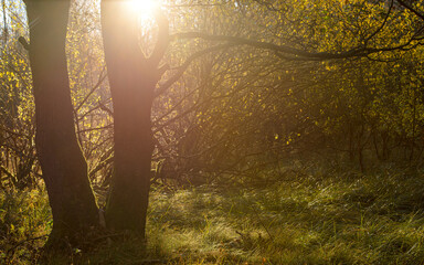 Fototapeta Jesienne promienie słońca. obraz