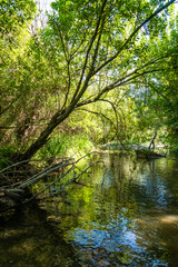 Canyon and river forming the so called Stretta di Longi, Galati Mamertino